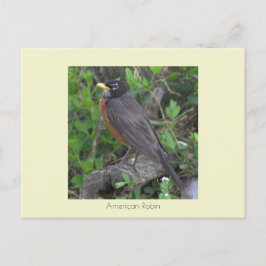 Robin Photo Postcard Vykort