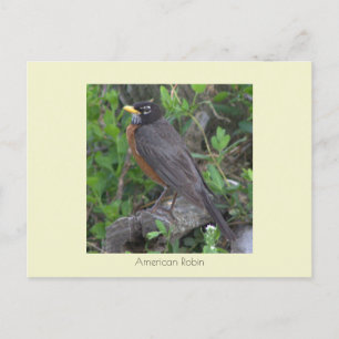 Robin Photo Postcard Vykort