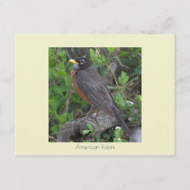 Robin Photo Postcard Vykort