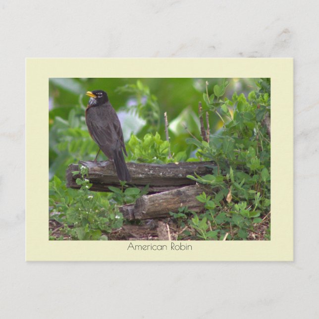 Robin Photo Postcard Vykort (Framsida)