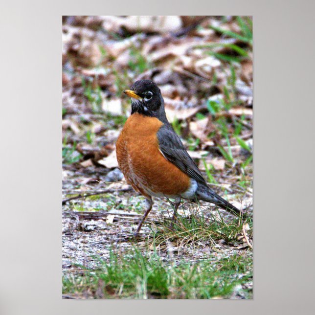Robin Photo Poster (Framsidan)