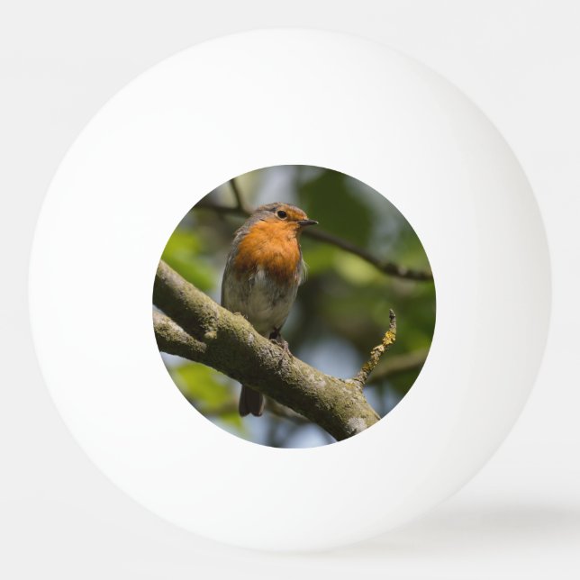 Robin Pingisboll (Framsidan)