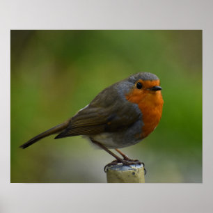 Robin Posing Poster