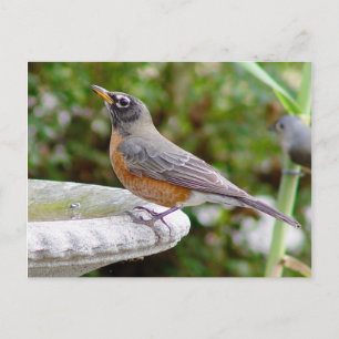 Robin Postcard Vykort