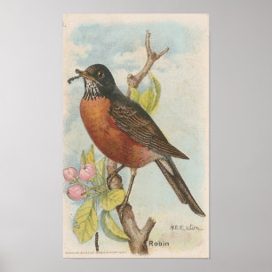 Robin Poster