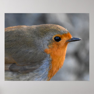Robin Poster