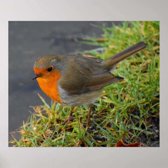 Robin Poster (Framsidan)