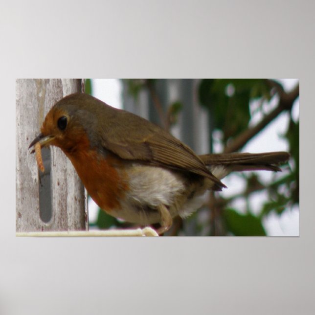Robin Print Poster (Framsidan)