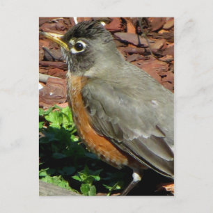 Robin-profil Vykort