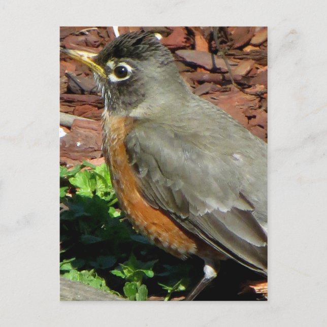 Robin-profil Vykort (Framsida)