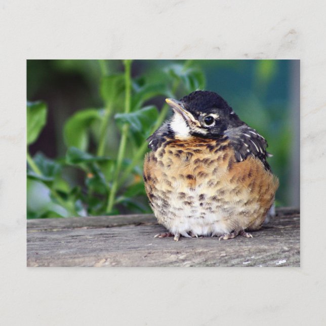 Robin Red Breast PostCard Vykort (Framsida)