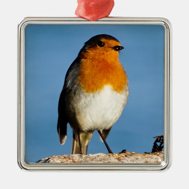 Robin red-bröst för Premium Square Ornament (Framsidan)