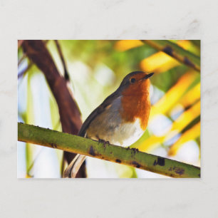 Robin Red bröstfågel Vykort