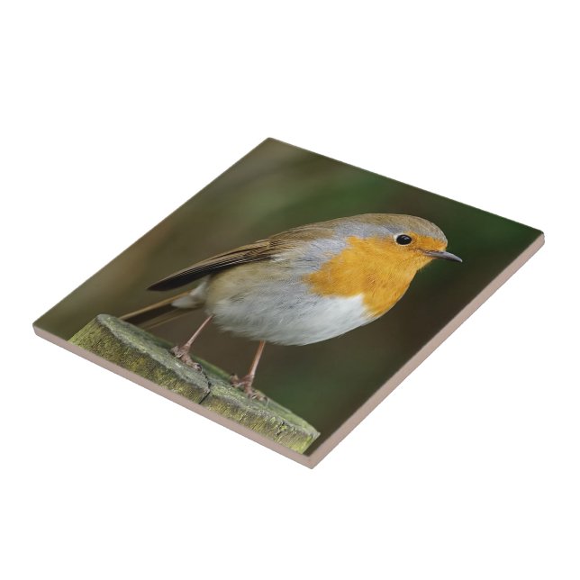 Robin Redbreast belägger med tegel Kakelplatta (Sidan)