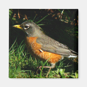 Robin Redbreast fågelmagnet Magnet