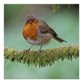 Robin rusade på en moss täckt träd gren perfect poster