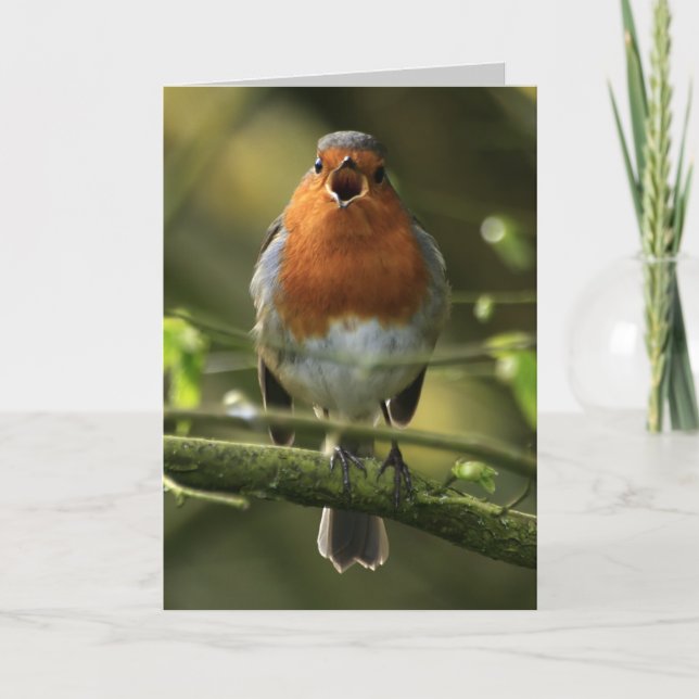 Robin Sång Card Kort (Framsida)