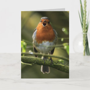 Robin Sång Card Kort