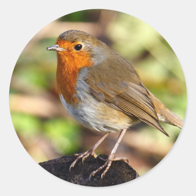 Robin Sticker Runt Klistermärke (Framsida)