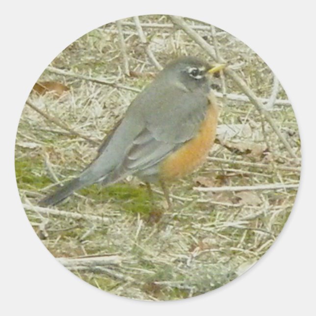 Robin Stickers Runt Klistermärke (Framsida)