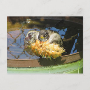 Robin Tar Bath Vykort