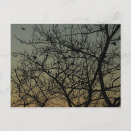 "Robin Träd at Dawn"/Robin Meddelande Vykort