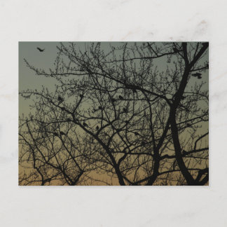"Robin Träd at Dawn"/Robin Meddelande Vykort