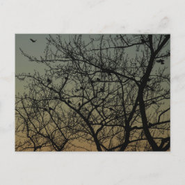 "Robin Träd at Dawn"/Robin Meddelande Vykort