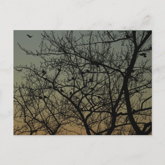 "Robin Träd at Dawn"/Robin Meddelande Vykort (Framsida)