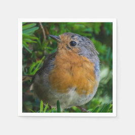 Robin up nära napkins pappersservett