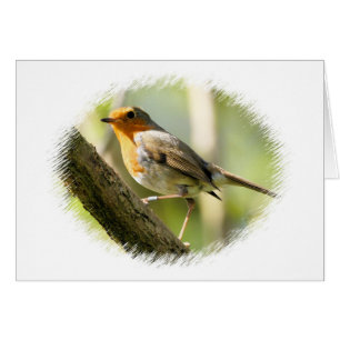 Robin Vild-life Bird Hälsningskort