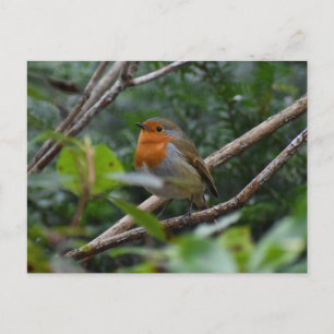 Robin Vykort