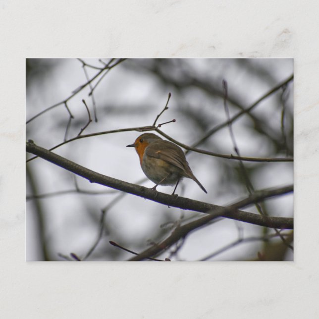 Robin  vykort (Framsida)