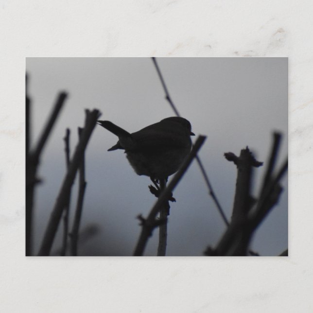 Robin  vykort (Framsida)