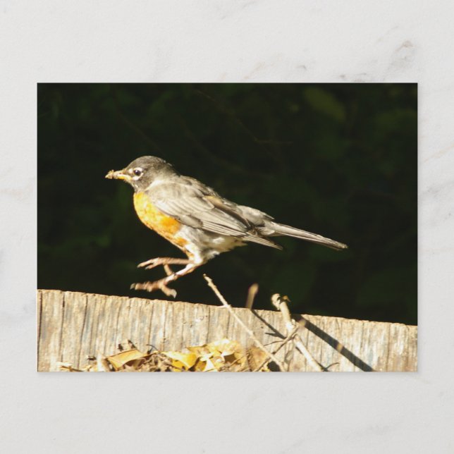 Robin-vykort Vykort (Framsida)