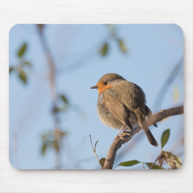 Robin Wildlife-foto Musmatta (Framsidan)
