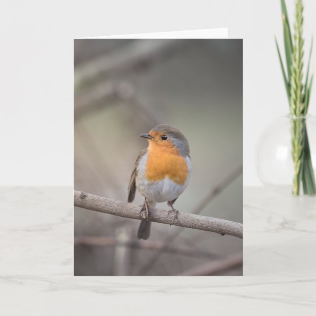 Robin Wildlife Photo Kort (Framsida)