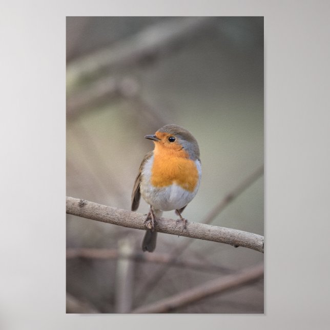 Robin Wildlife Photo Poster (Framsidan)