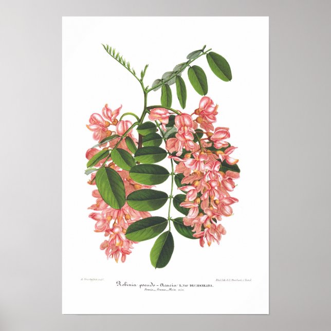 Robinia pseudo-acacia poster (Framsidan)
