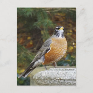 Robins Bath-vykort Vykort