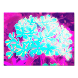 Robin's Egg Blue Peppermint Twist Phlox Flowers Fototryck