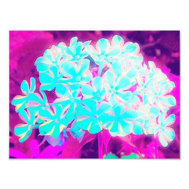 Robin's Egg Blue Peppermint Twist Phlox Flowers Fototryck (Framsidan)