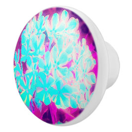 Robin's Egg Blue Peppermint Twist Phlox Flowers Knopp