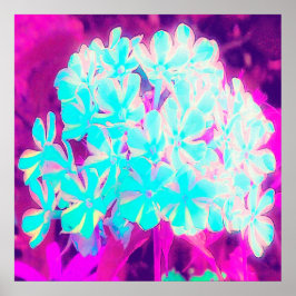 Robin's Egg Blue Peppermint Twist Phlox Flowers Poster