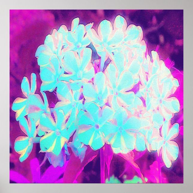 Robin's Egg Blue Peppermint Twist Phlox Flowers Poster (Framsidan)