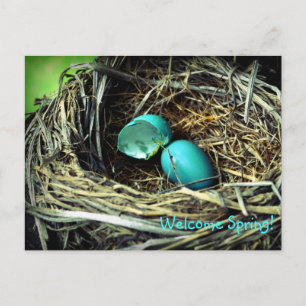 Robin's Egg Nest Vår Vykort