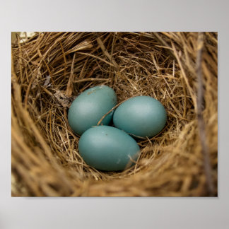 Robins’ Eggs Poster