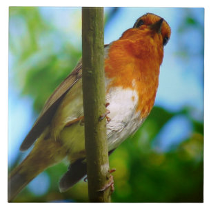 ROBINS KAKELPLATTA