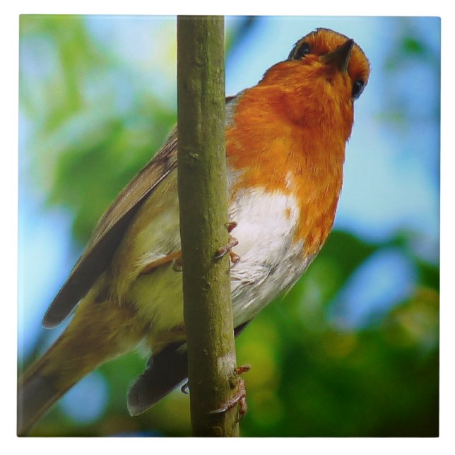 ROBINS KAKELPLATTA (Framsidan)