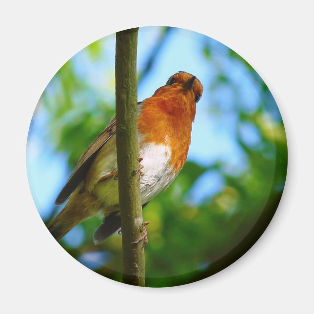 ROBINS MAGNET (Framsidan)